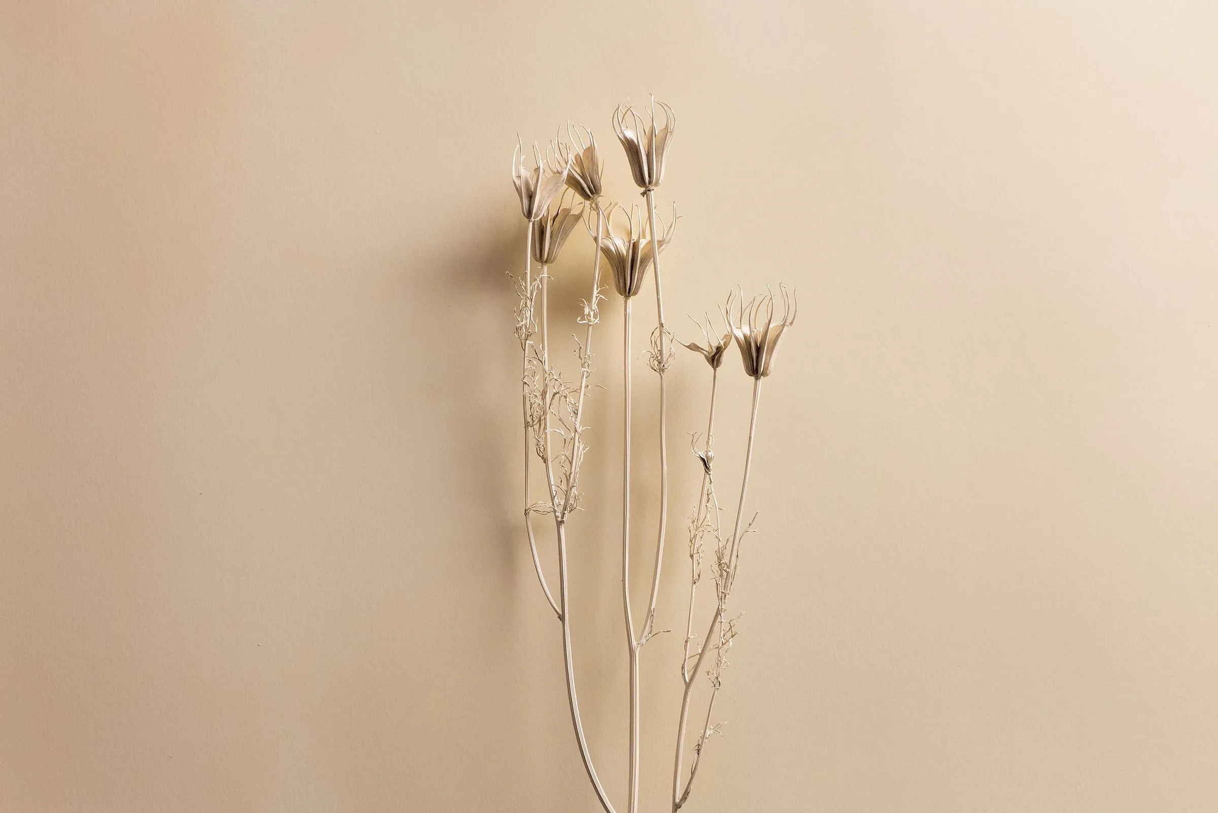 Des fleurs séchées sur un fond sable